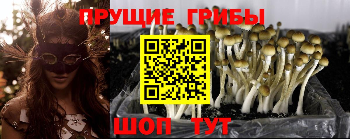 Псилоцибиновые грибы мухоморы Новоалександровск